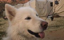 Росгвардейцы спасли собак во время специальной военной операции и привезли их домой из командировки
