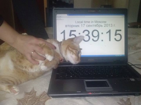 У москвички украли кота и потребовали за него выкуп
