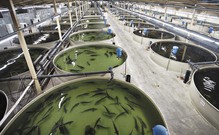 В Совфеде обсудили как государство может поддержать предприятия аквакультуры