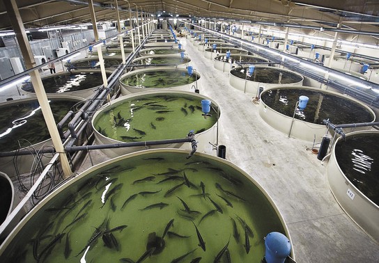 В Совфеде обсудили как государство может поддержать предприятия аквакультуры