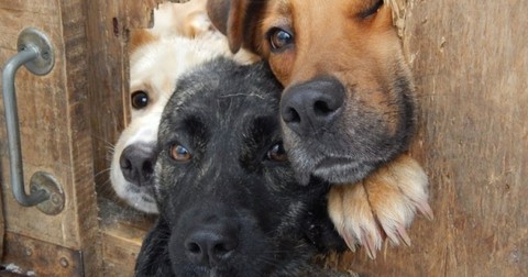 Собаки Павлова, Хатико или Белка и Стрелка – кем почувствуют себя МСП в 2018 году?