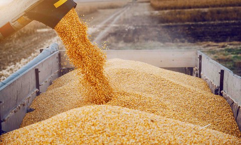 Россельхознадзор: Российское зерно в 2022 году покупали в 126 странах