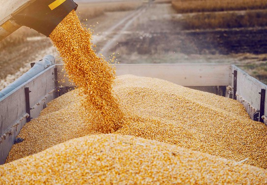 Россельхознадзор: Российское зерно в 2022 году покупали в 126 странах