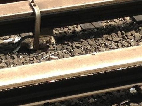 Нью-Йоркское метро остановили на полтора часа, чтобы спасти котят