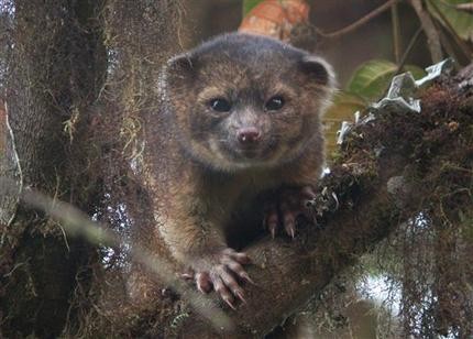 В горах Латинской Америки нашли новый вид млекопитающих