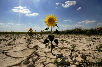 Подсолнухи на сухом поле (Вилла-Виежас, Испания). Фото: nradio.ru