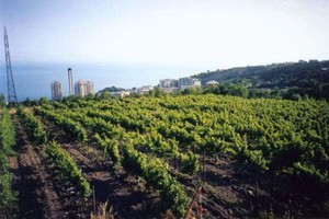 Виноградники в окрестностях Кореиза, Крым